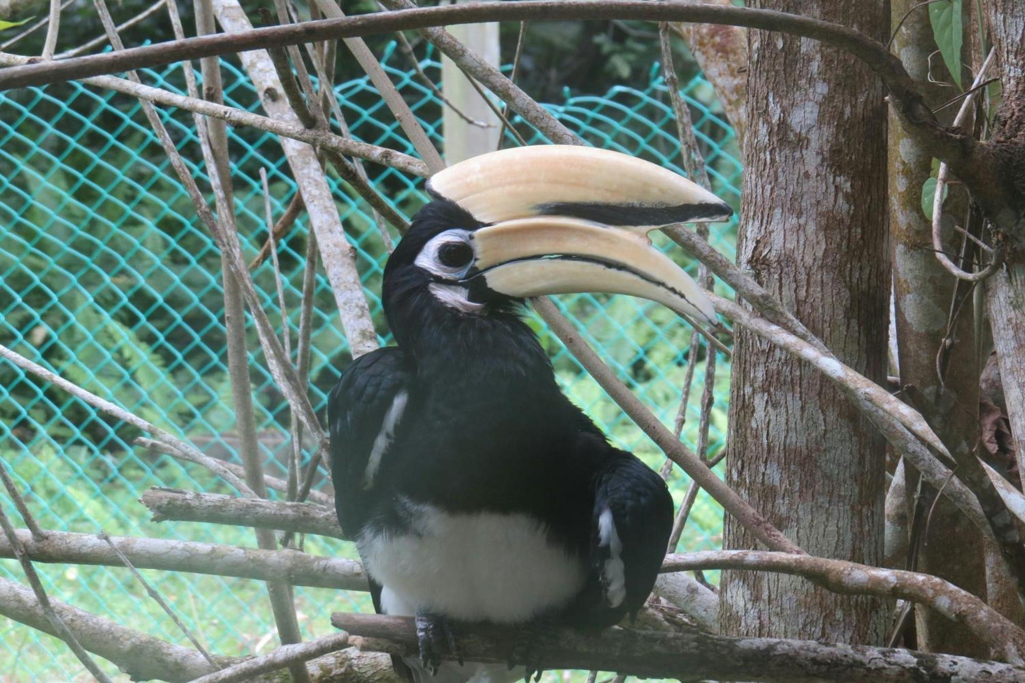 Miri Marriott Resort&Spa Exteriör bild Great hornbill